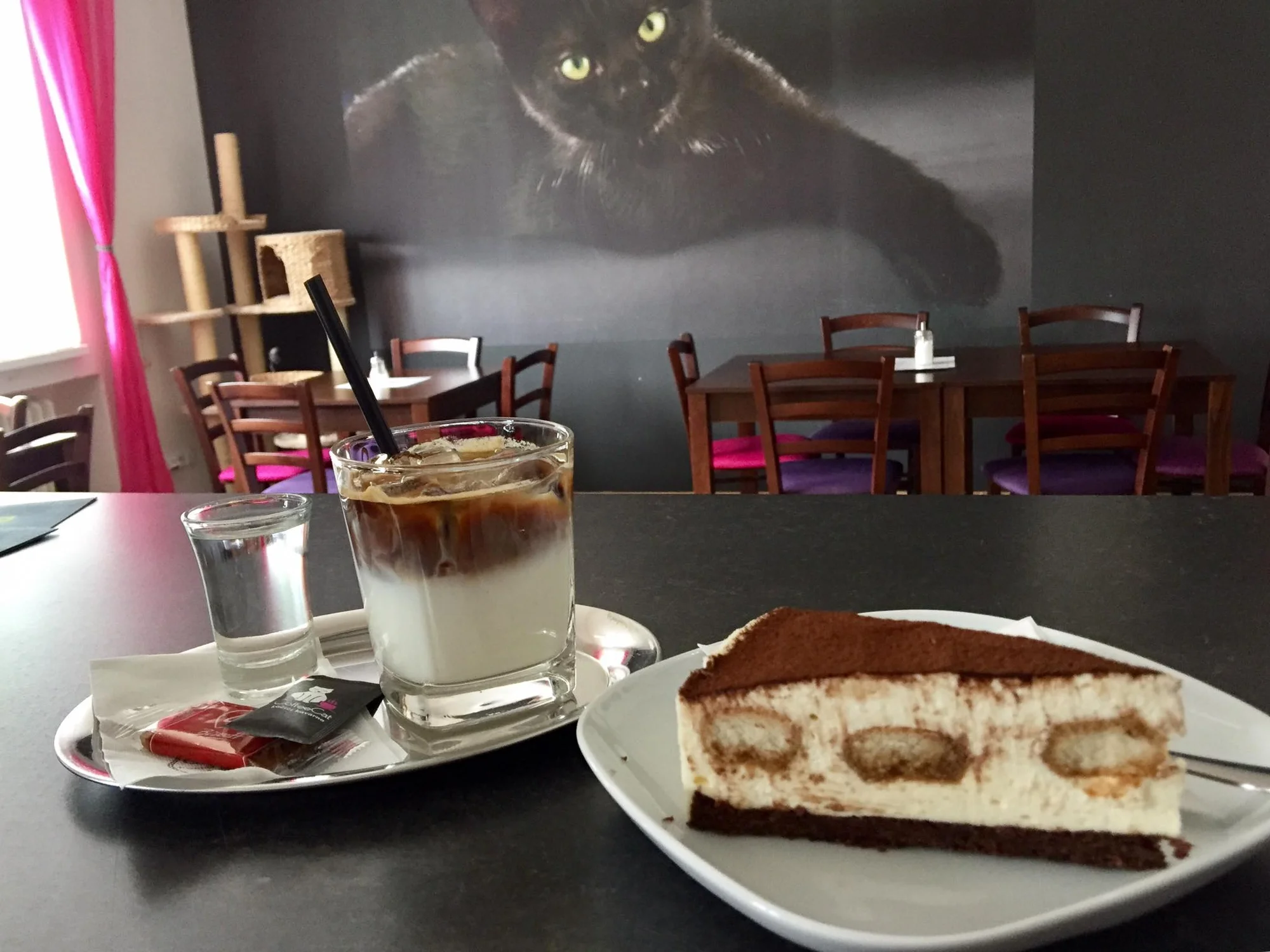 coffeecat-olomouc.webp